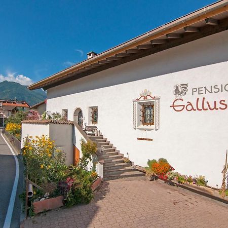 Pension Gallus Laces Bagian luar foto